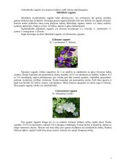 Raganių genties įvairovė ir auginimo technologijos paruošimas 7 puslapis