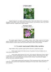 Raganių genties įvairovė ir auginimo technologijos paruošimas 8 puslapis