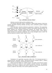 Robotai ir intelektinis valdymas 14 puslapis