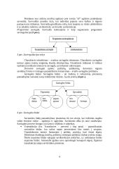 Saviugdos rūšys 4 puslapis