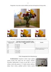 Skaitmeniniai fotoaparatai ir skaitmeninės nuotraukos 4 puslapis