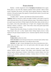 Šilokas (Sedum), Notra (Stachys) 3 puslapis