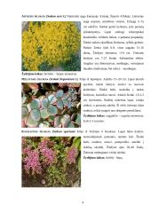 Šilokas (Sedum), Notra (Stachys) 4 puslapis