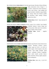 Šilokas (Sedum), Notra (Stachys) 5 puslapis