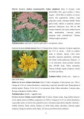 Šilokas (Sedum), Notra (Stachys) 6 puslapis