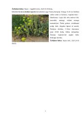 Šilokas (Sedum), Notra (Stachys) 7 puslapis
