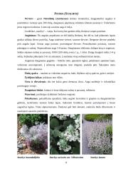 Šilokas (Sedum), Notra (Stachys) 8 puslapis