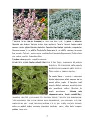 Šilokas (Sedum), Notra (Stachys) 9 puslapis