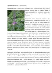 Šilokas (Sedum), Notra (Stachys) 10 puslapis