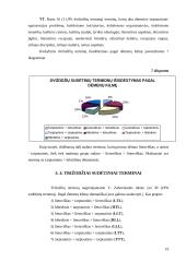 V. Zaborskaitės "Tarp istorijos ir dabarties" (p.244 – 258) terminai 19 puslapis