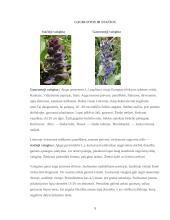 Vaisginos (Ajuga) ir Glažutės (Cerastium) auginimas ir  priežiūros darbai 5 puslapis