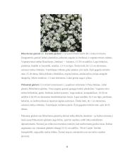 Vaisginos (Ajuga) ir Glažutės (Cerastium) auginimas ir  priežiūros darbai 8 puslapis