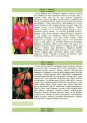 Vaismedžiai 12 puslapis