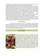 Vaismedžiai 9 puslapis