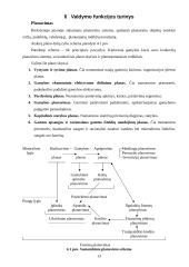 Vadybininkas, valdymo procesas 13 puslapis