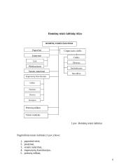 Valstybė ir teisė antikos šalyse 6 puslapis