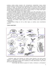 Viskas apie vandens augalus 9 puslapis