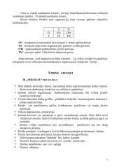 Verslo planas: žuvies parduotuvė IĮ "Piranija" 8 puslapis