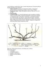 Vynmedžių įvairovė 2 puslapis