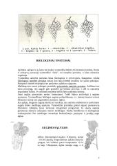 Vynmedžių įvairovė 3 puslapis