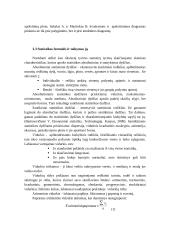 Lietuviškos kilmės prekių eksporto statistinis tyrimas 11 puslapis