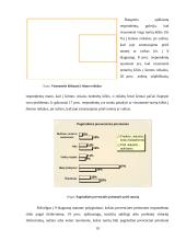 Smurto prieš moteris ir vaikus socialinės priežastys 19 puslapis