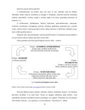 Smurto prieš moteris ir vaikus socialinės priežastys 10 puslapis