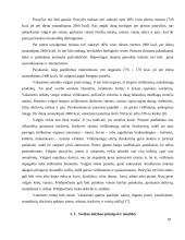 Studentų dienos režimas 20 puslapis