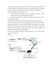 Transgeninės pelės ir jų panaudojimas 5 puslapis