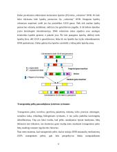 Transgeninės pelės ir jų panaudojimas 7 puslapis