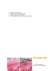 Praktikos savarankiškas darbas: žvynelinė 2 puslapis