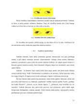 Asmenybės tipai. Bendravimo ypatumai 13 puslapis