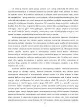 Atstovavimas 17 puslapis