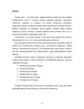 Fizinių asmenų teisnumas ir veiksnumas 4 puslapis