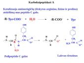 Fermentai bioanalitikoje 5 puslapis