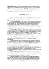 Grybų karalystės 5 puslapis