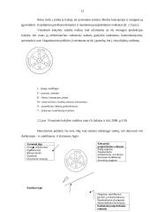 Kontrolės proceso svarba įmonės veikloje 12 puslapis