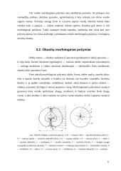 Obuoliai ir obelys 6 puslapis