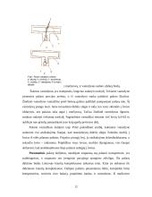 Pašarų dalijimo mechanizmas 12 puslapis