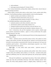 Pramogų verslo plėtros galimybės Mažeikių mieste 7 puslapis