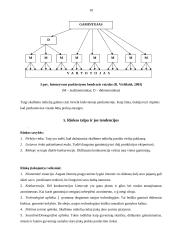 Reklamos poveikis skalbimo miltelių pasirinkimui 8 puslapis