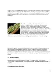 Salyklinių miežių produktyvumo formavimas 11 puslapis