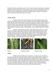 Salyklinių miežių produktyvumo formavimas 8 puslapis