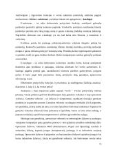 Verslas – verslui e-komercija 13 puslapis
