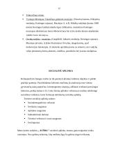 Verslo planas: kaimo sodyba "Aušra" 12 puslapis