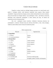 Verslo planas: kirpykla "Spindulėlis" 13 puslapis