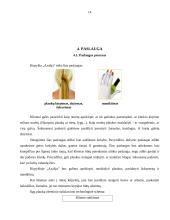 Verslo planas: kirpykla IĮ "Azalija" 14 puslapis