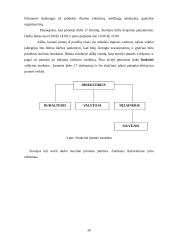 Verslo planas: lininių drabužių siuvykla UAB "Linoja" 20 puslapis