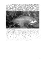 Žuvitakio projektavimas 3 puslapis