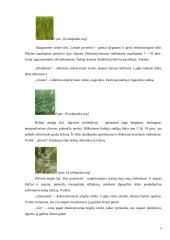 Dekoratyvinės vejos 3 puslapis